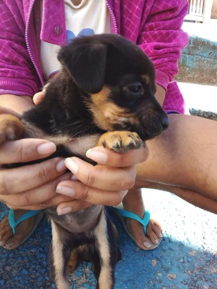 Cachorro raça SRD-ViraLata idade 2 a 6 meses nome Sem nome