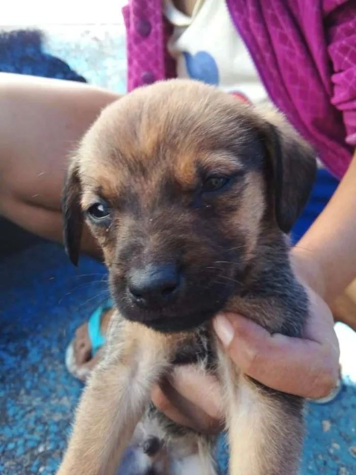 Cachorro raça SRD-ViraLata idade 2 a 6 meses nome Sem nome