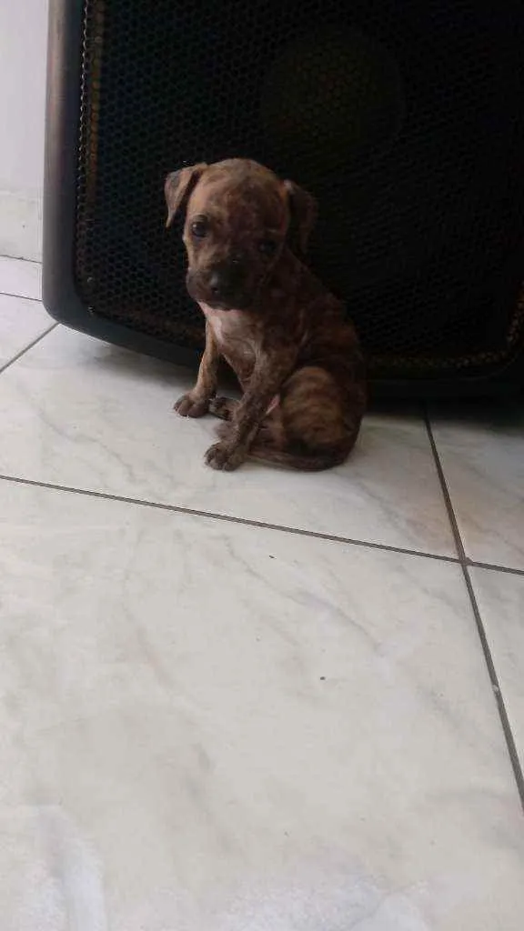 Cachorro ra a Pitbull com vira lata idade Abaixo de 2 meses nome Beethoven
