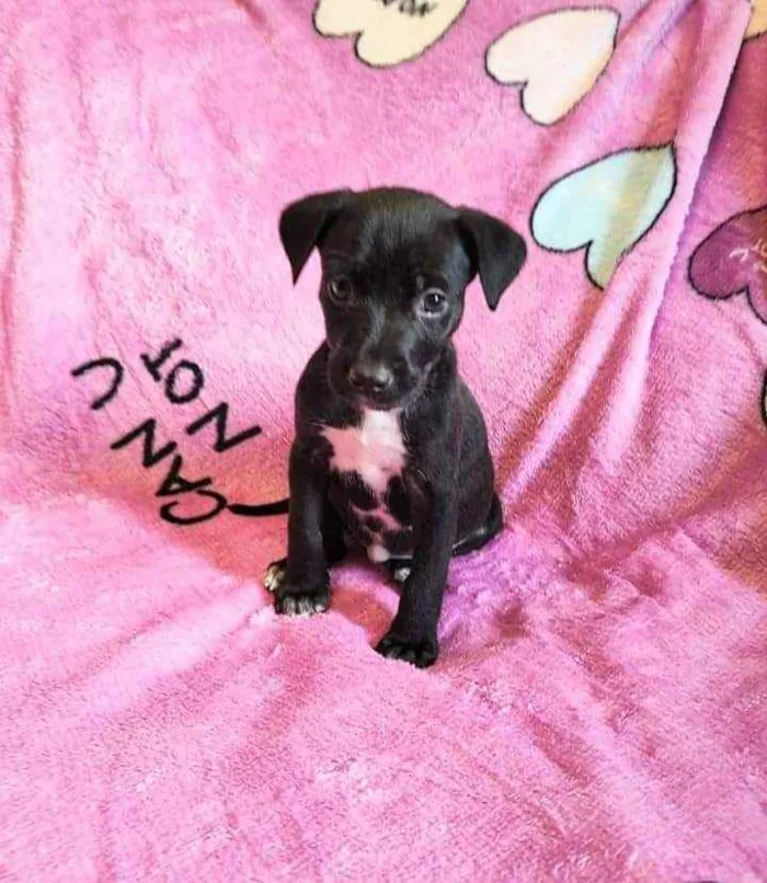 Cachorro raça SRD idade Abaixo de 2 meses nome Jojo