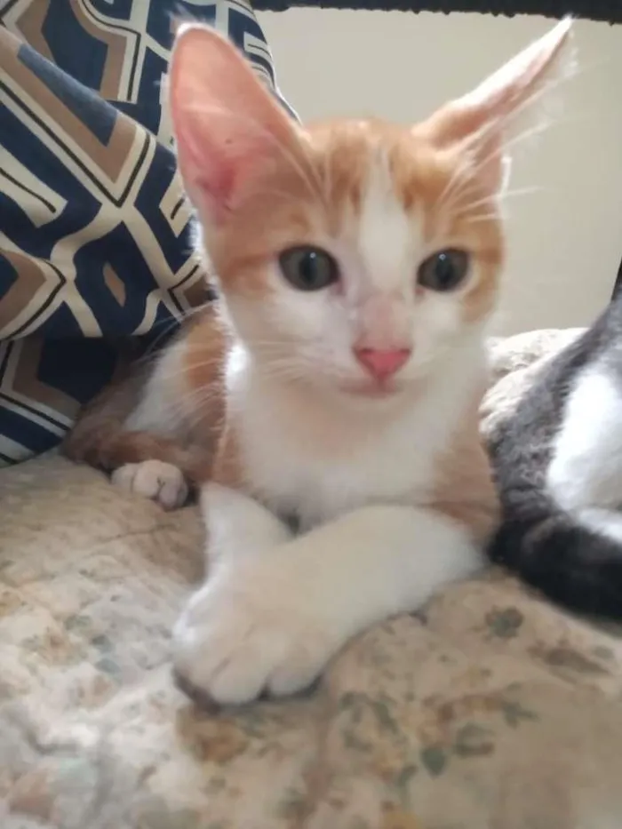 Gato raça SRD idade 2 a 6 meses nome Leo e Dalí