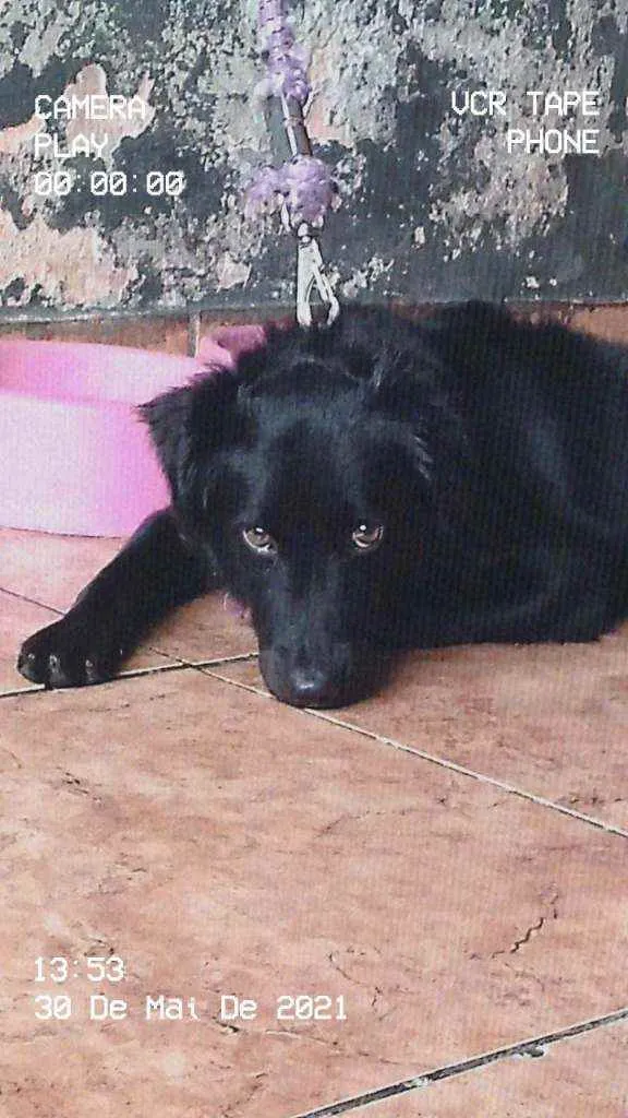 Cachorro raça Vira lata idade 7 a 11 meses nome Maya