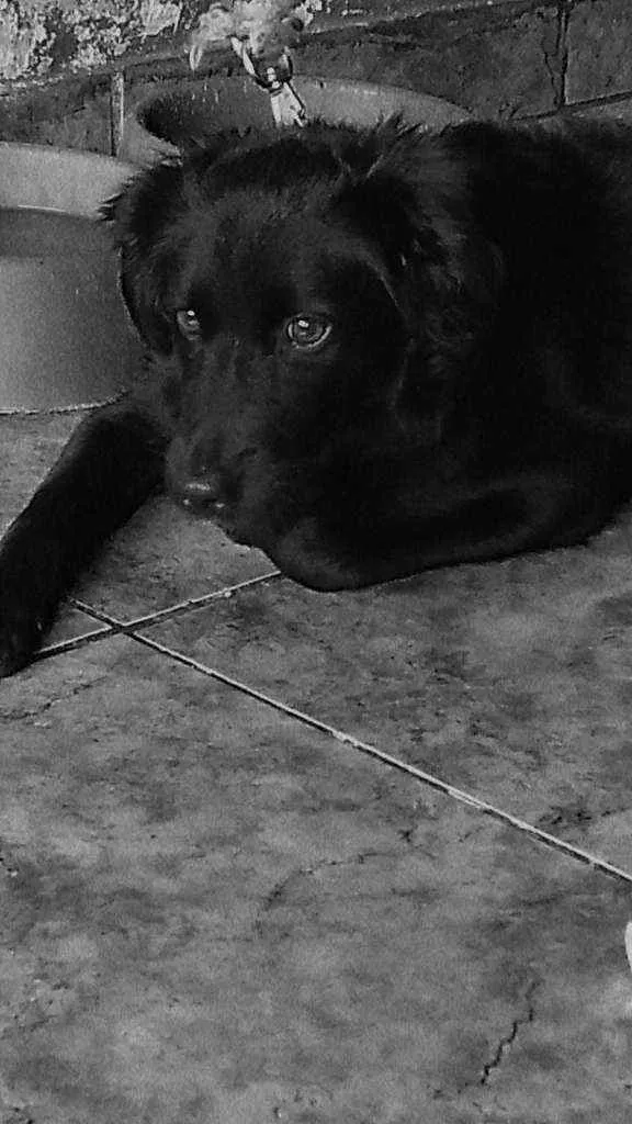 Cachorro raça Vira lata idade 7 a 11 meses nome Maya