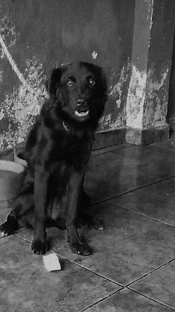 Cachorro raça Vira lata idade 7 a 11 meses nome Maya