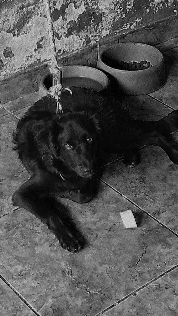 Cachorro raça Vira lata idade 7 a 11 meses nome Maya