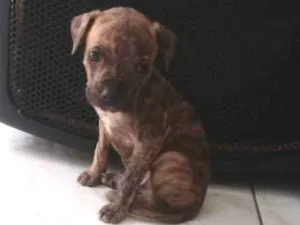 Cachorro raça Pitbull com vira lata idade Abaixo de 2 meses nome Beethoven