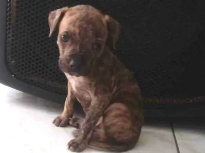 Cachorro ra a Pitbull com vira lata idade Abaixo de 2 meses nome Beethoven
