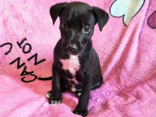 Cachorro raça SRD idade Abaixo de 2 meses nome Jojo