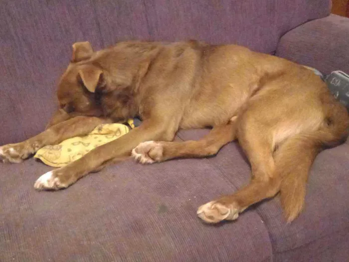 Cachorro ra a Vira-lata idade 4 anos nome Bolinho 