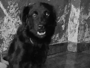Cachorro raça Vira lata idade 7 a 11 meses nome Maya