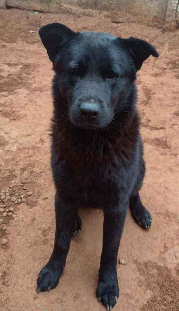 Cachorro ra a Mestiço  idade 1 ano nome Koba