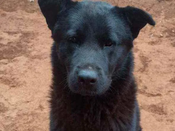 Cachorro ra a Mestiço  idade 1 ano nome Koba