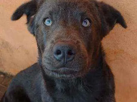 Cachorro ra a Mestiço idade 1 ano nome Cheese