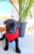 Igor
