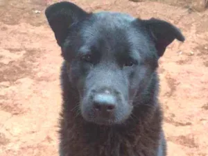 Cachorro raça Mestiço  idade 1 ano nome Koba