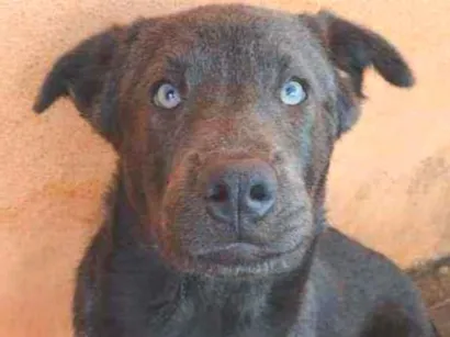 Cachorro raça Mestiço idade 1 ano nome Cheese