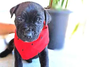 Cachorro raça Srd idade Abaixo de 2 meses nome Igor