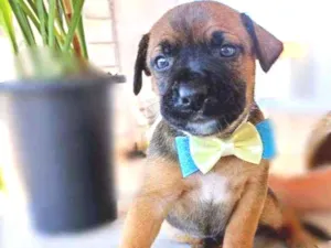 Cachorro raça Srd idade Abaixo de 2 meses nome Luck