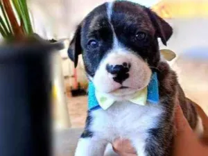 Cachorro raça Srd idade Abaixo de 2 meses nome Bob
