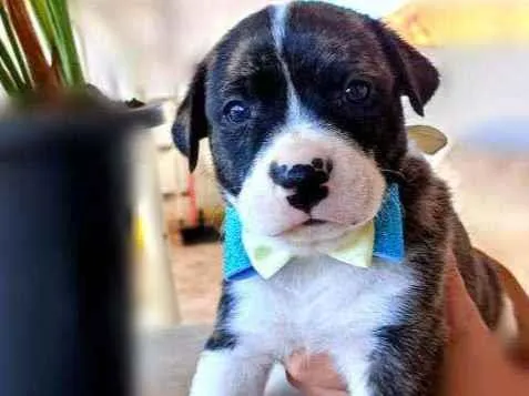 Cachorro ra a Srd idade Abaixo de 2 meses nome Bob