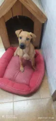 Choop