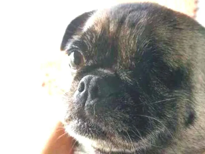 Cachorro ra a pug idade 6 ou mais anos nome tina