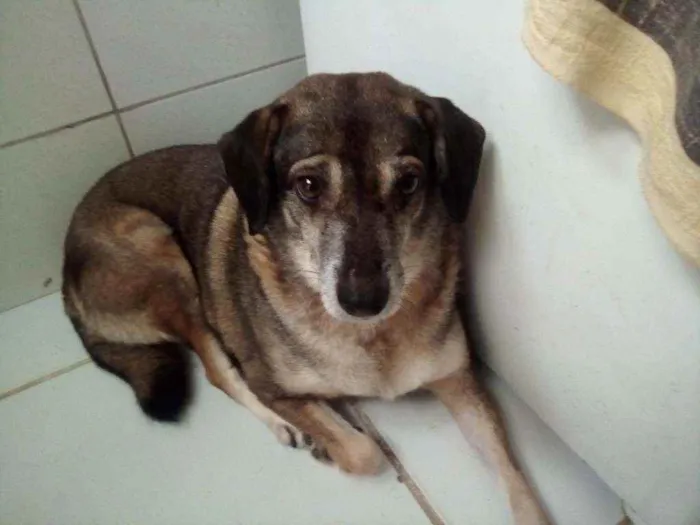 Cachorro raça Vira-lata idade 6 ou mais anos nome Chico