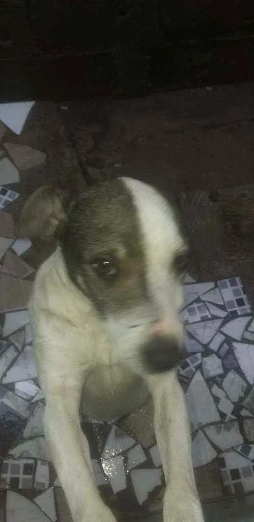 Cachorro ra a Vira lata  idade 4 anos nome Be