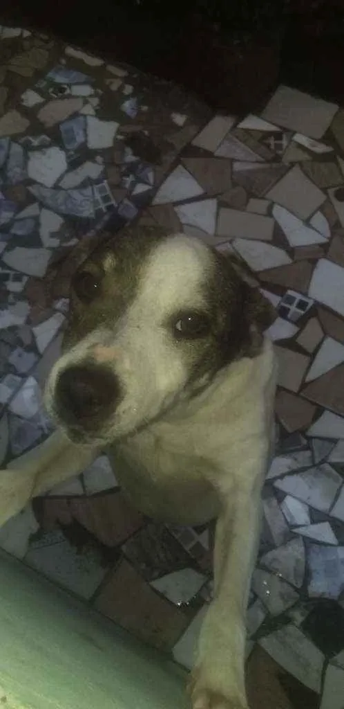 Cachorro ra a Vira lata  idade 4 anos nome Be