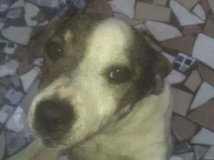 Cachorro raça Vira lata  idade 4 anos nome Be