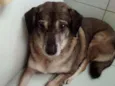 Chico