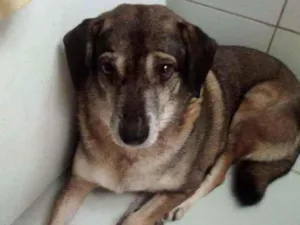 Cachorro raça Vira-lata idade 6 ou mais anos nome Chico