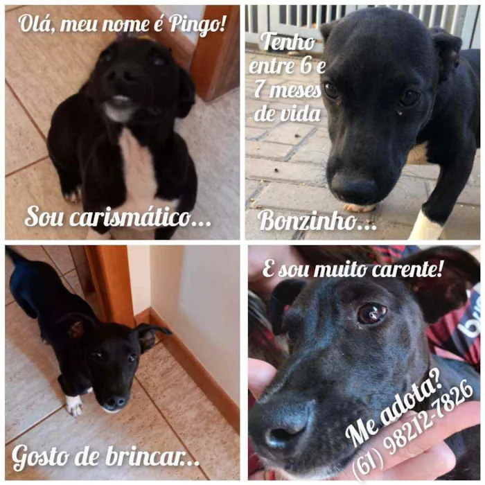 Cachorro ra a SRD idade 2 a 6 meses nome Pingo