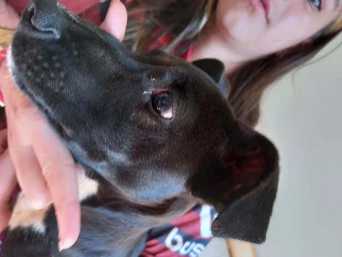 Cachorro ra a SRD idade 2 a 6 meses nome Pingo