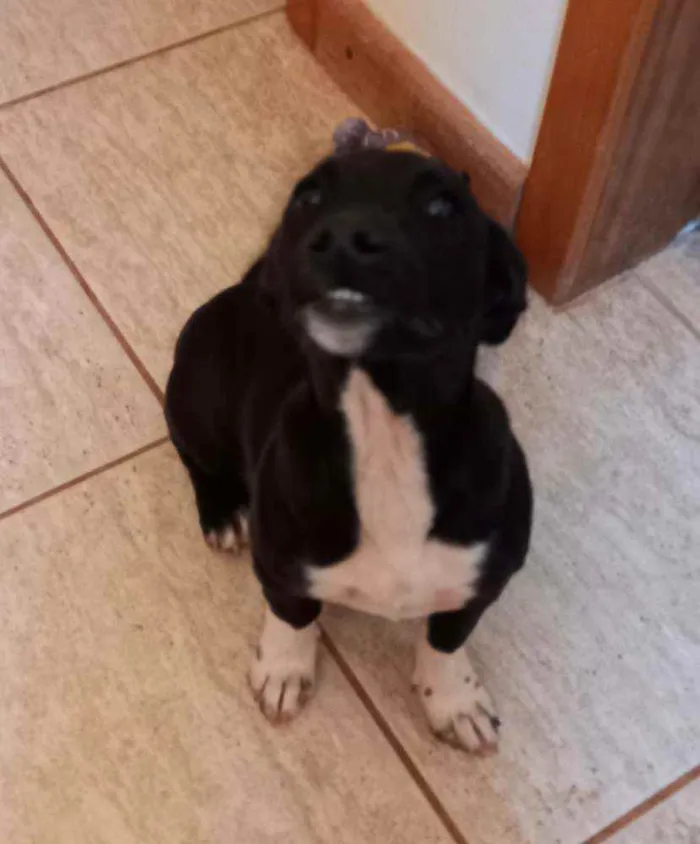 Cachorro ra a SRD idade 2 a 6 meses nome Pingo