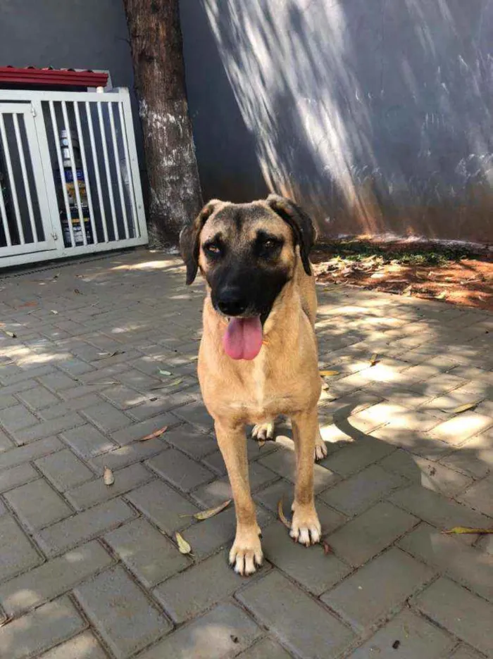 Cachorro ra a SRD idade 3 anos nome Guerreiro 