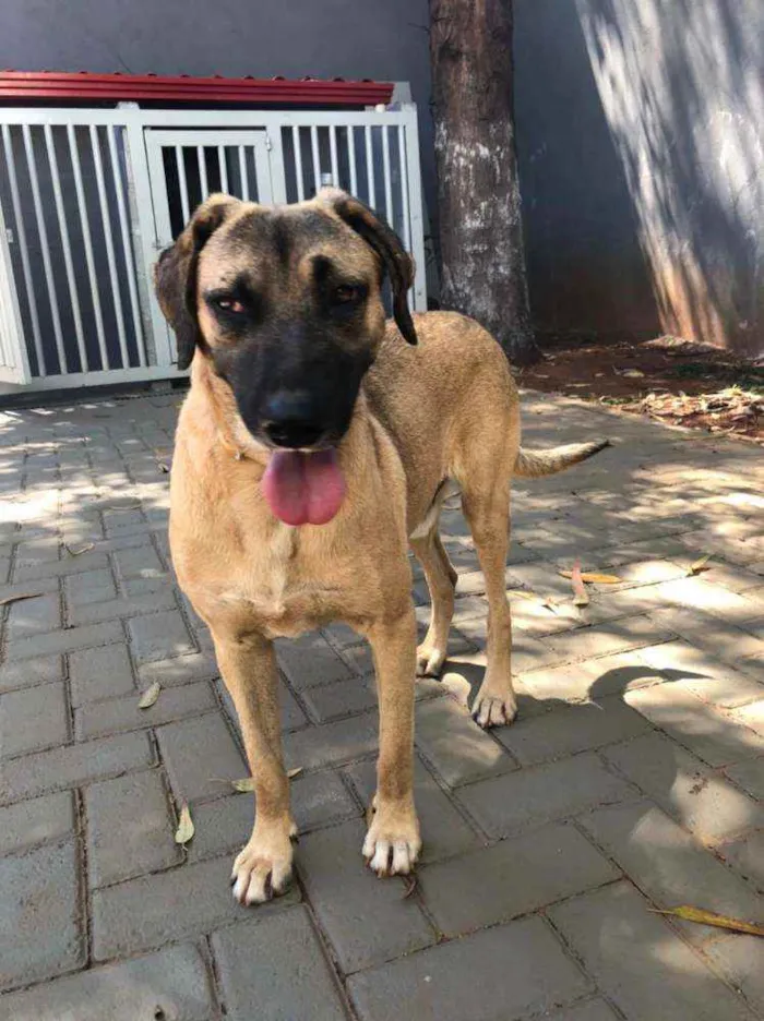 Cachorro ra a SRD idade 3 anos nome Guerreiro 