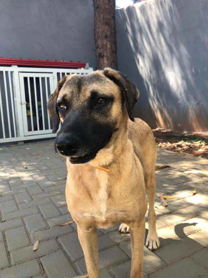 Cachorro ra a SRD idade 3 anos nome Guerreiro 