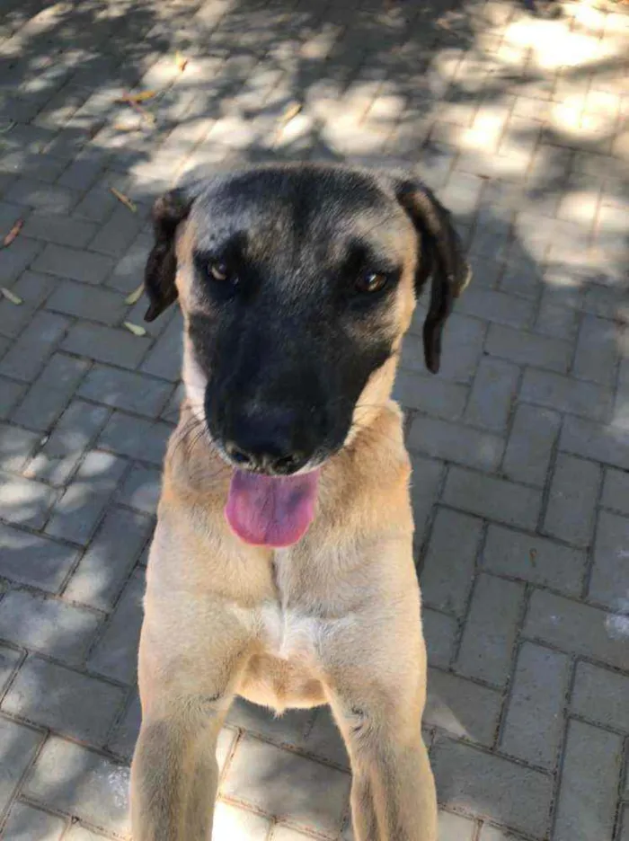 Cachorro ra a SRD idade 3 anos nome Guerreiro 