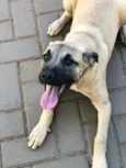 Duda