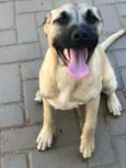 Duda