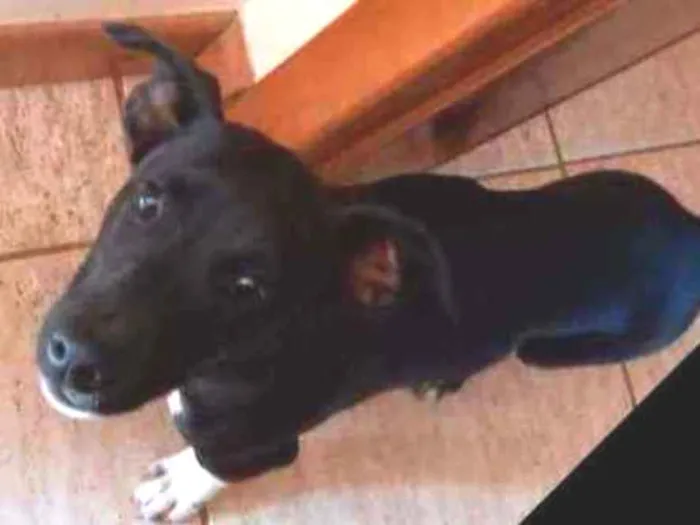 Cachorro ra a SRD idade 2 a 6 meses nome Pingo