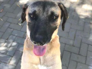 Cachorro raça SRD idade 3 anos nome Guerreiro 