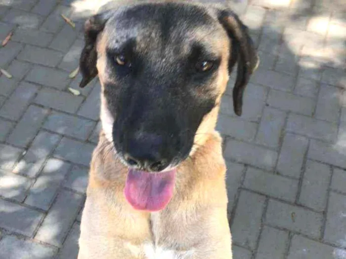 Cachorro ra a SRD idade 3 anos nome Guerreiro 