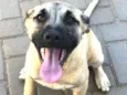 Duda