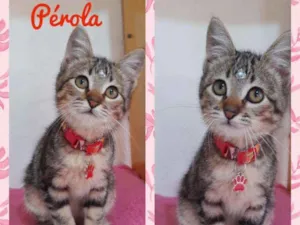 Gato raça SRD  idade 2 a 6 meses nome Pérola 