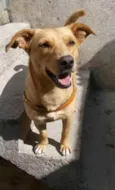 Chico