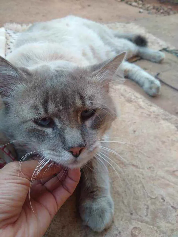 Gato ra a S.R.D. idade  nome Gatão