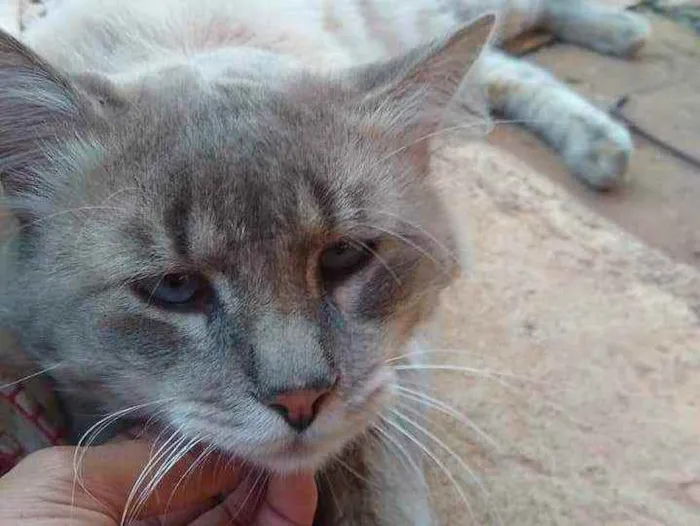 Gato ra a S.R.D. idade  nome Gatão