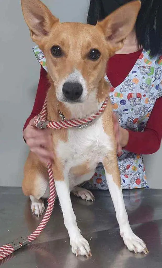 Cachorro ra a SRD idade 2 anos nome Melissa (Bebê)